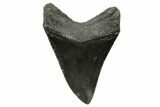 Serrated, Megalodon Tooth - South Carolina #383651-1